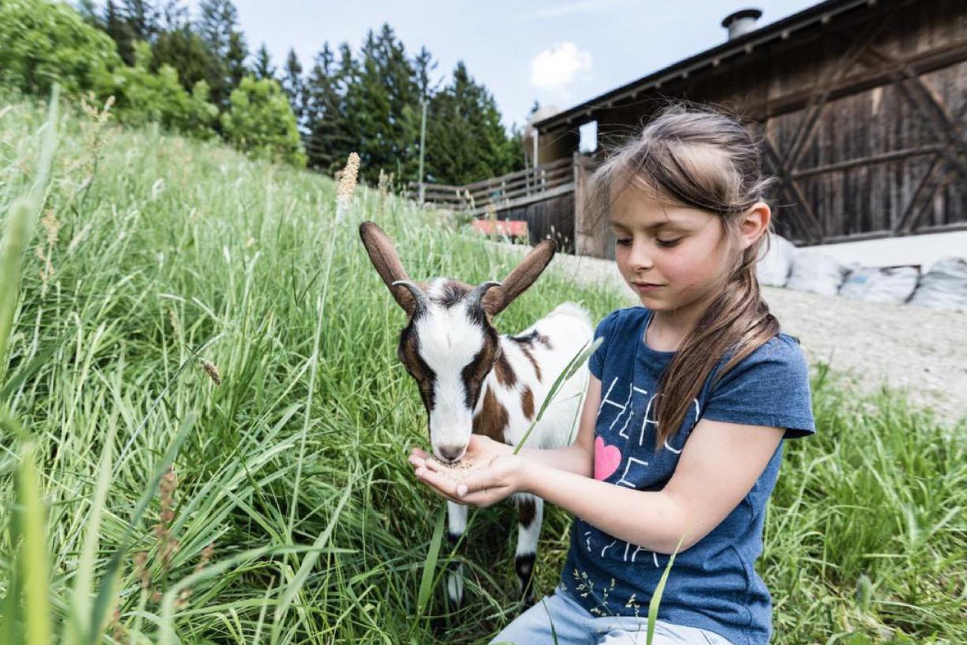Aktiver Agriturismo mit Bauernhoftiere in Trentino