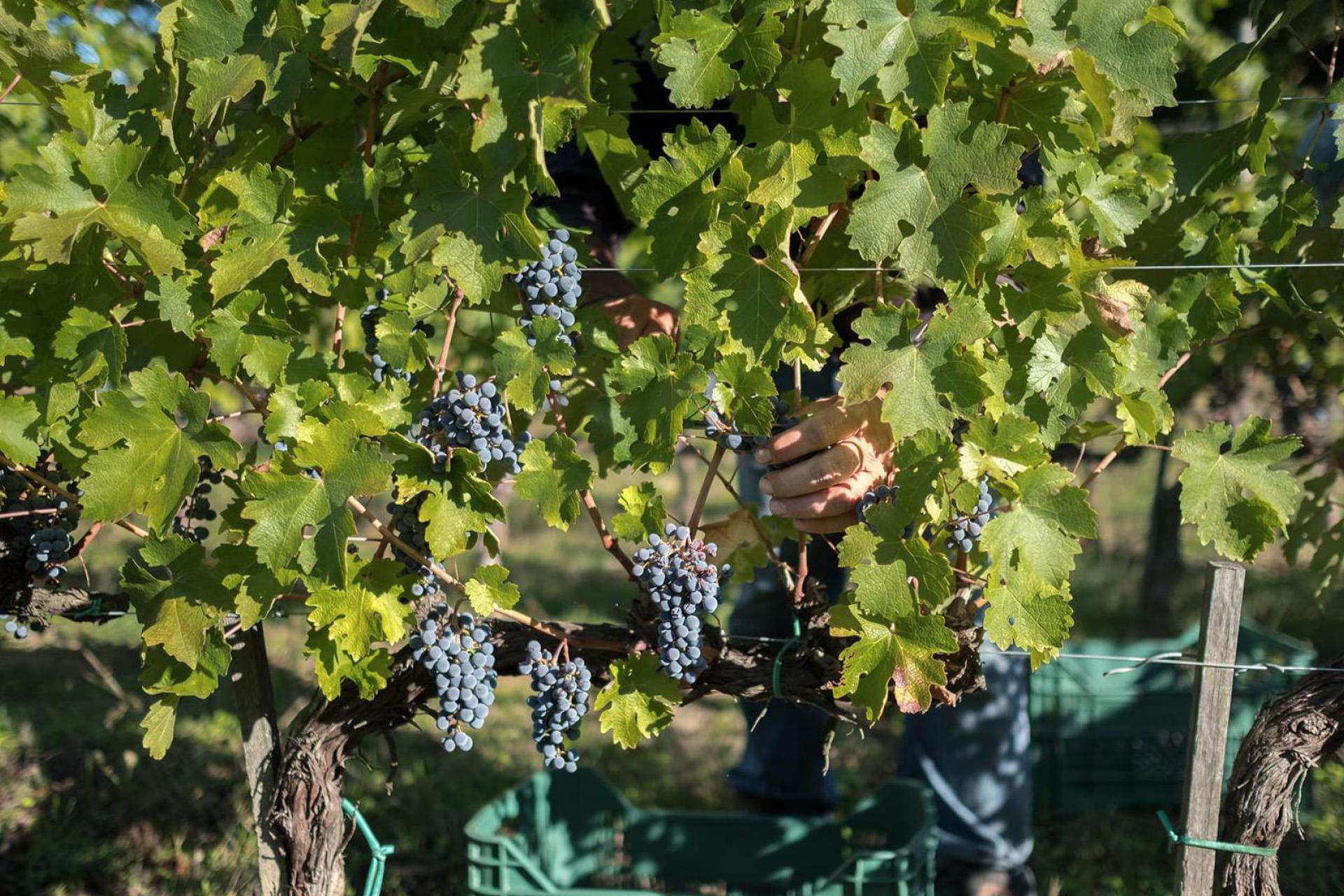 Schöner Wein- und Olivenfarm mit Weinkellern