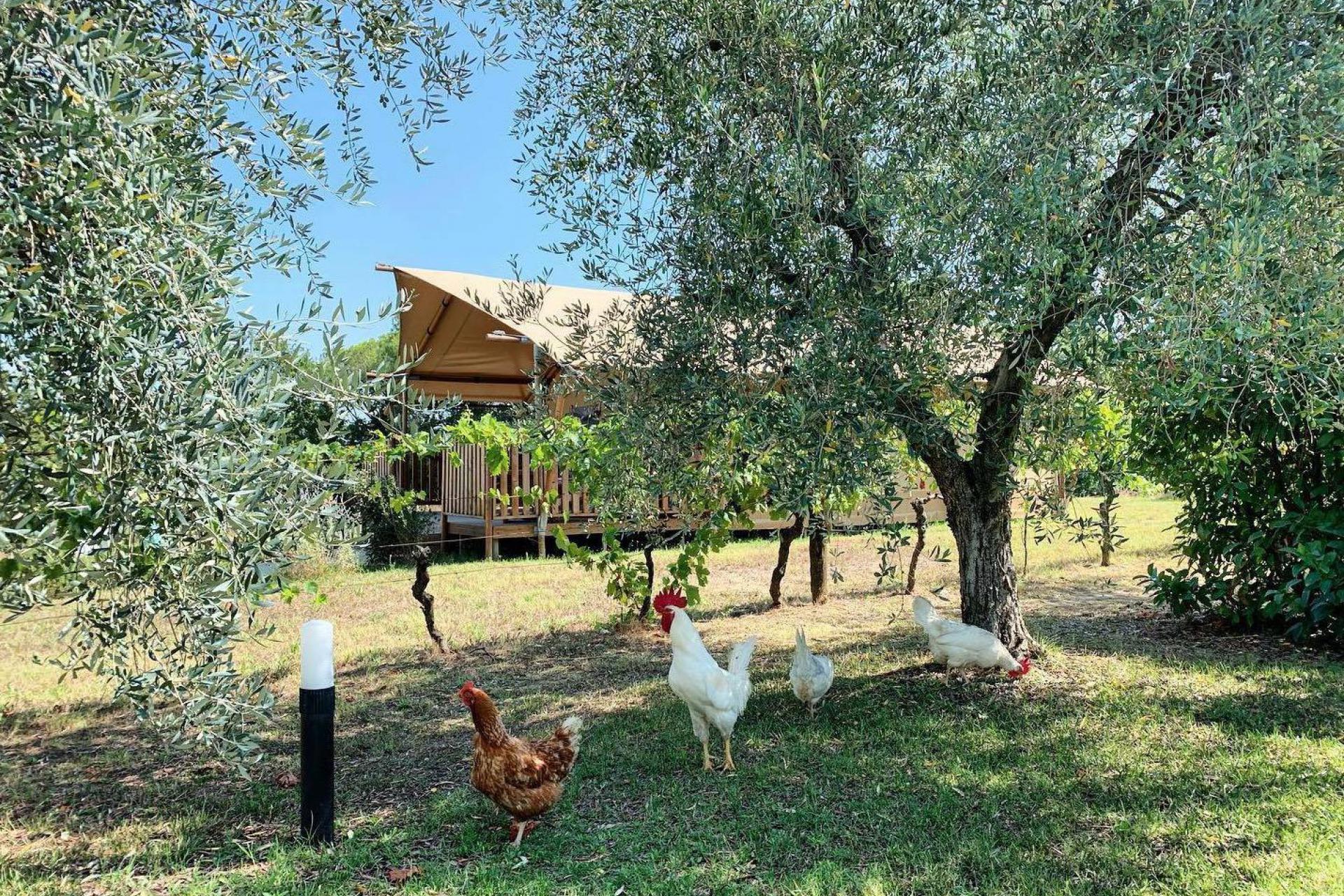 Agriturismo Toskana, Ferienwohnung oder Glamping, ruhig und inmitten von Weinbergen Agriturismo Toskana, Ferienwohnung oder Glamping, ruhig und inmitten von Weinbergen