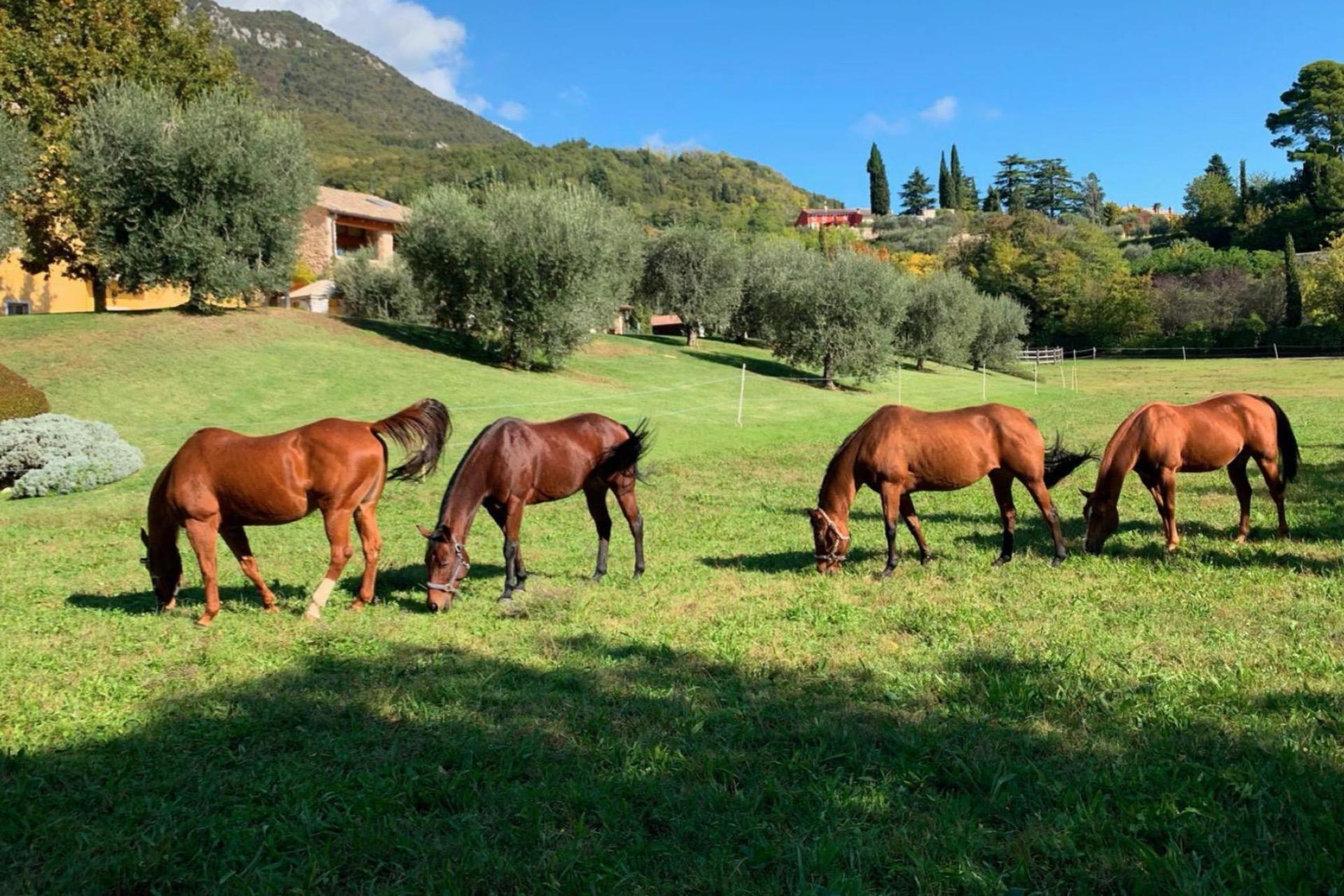 Agriturismo Gardasee, gemütliche Ferienwohnungen mit Terrasse Agriturismo Gardasee, gemütliche Ferienwohnungen mit Terrasse