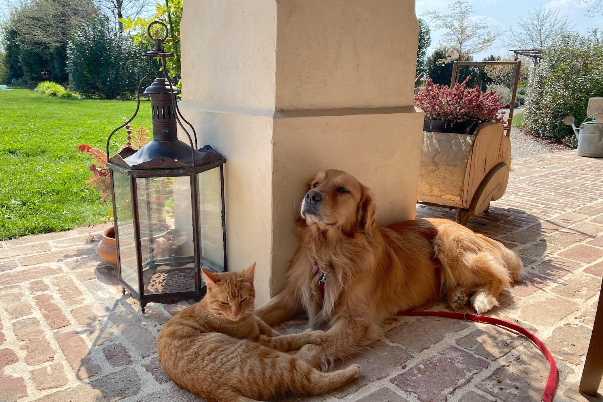 Restaurierter Bauernhof in Veneto Restaurierter Bauernhof in Veneto