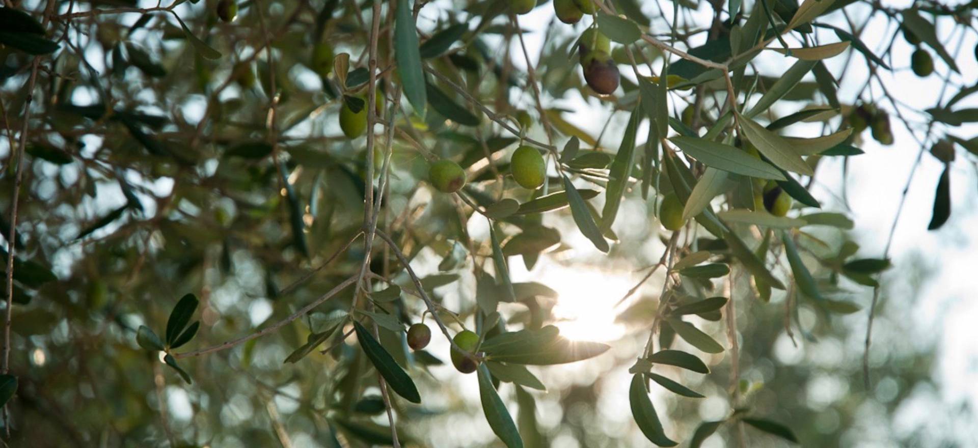 Agriturismo Toskana 16 FeWo in der Nähe der toskanischen Küste | myitalyselection.de