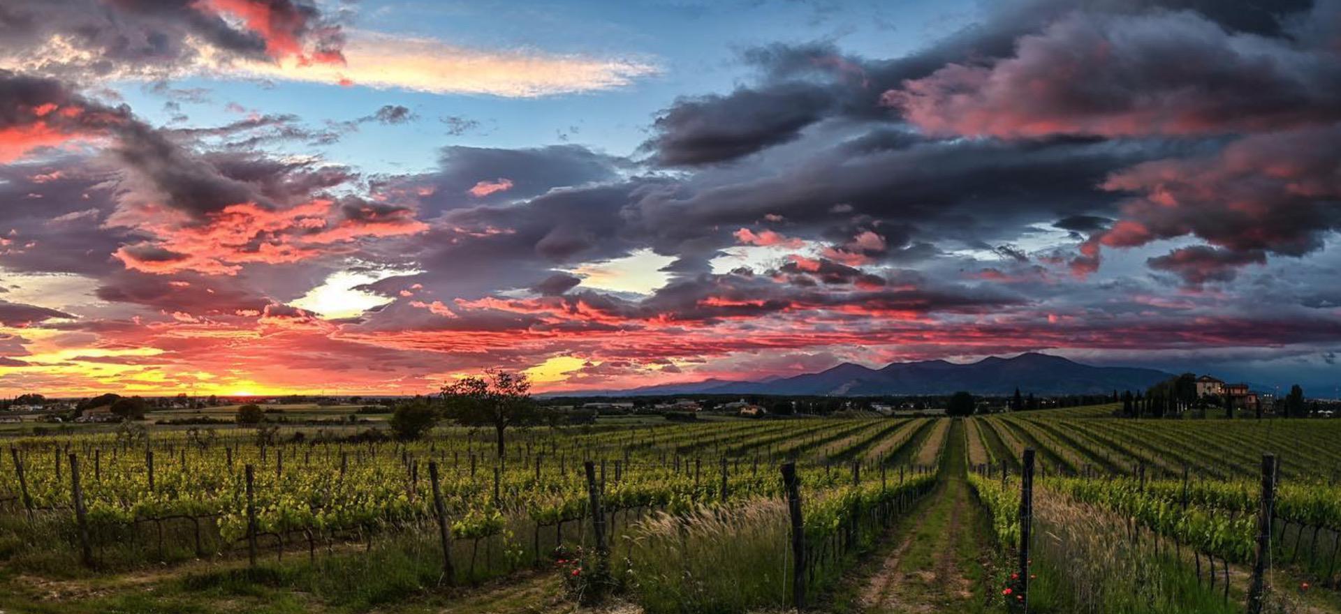 Agriturismo Toskana Agriturismo Toskana - FeWo auf Weingut - Nähe Pisa
