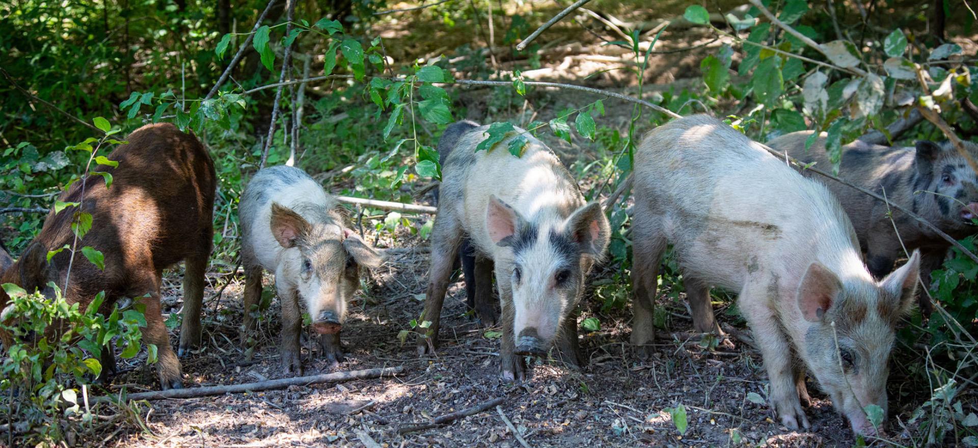 Agriturismo Toskana Ferienwohnungen mit guter Trattoria | myitalyselection.de